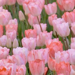 夏日漱石（现场版）