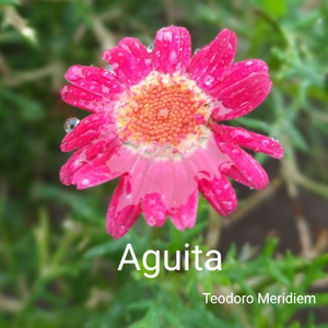 Aguita