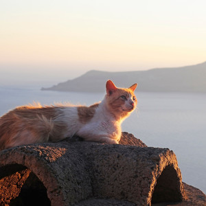 Claws Sheath by Pond