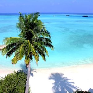 Whistle a Summer Love