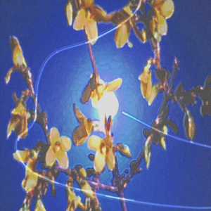 Florets