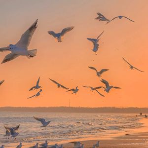 夜空中最亮的心（翻自 逃跑计划）