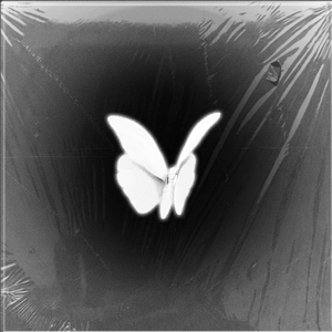 电子蝴蝶(Prod.MORROW)