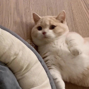 模仿