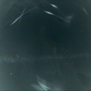 THE GHOST AND THE FATHER