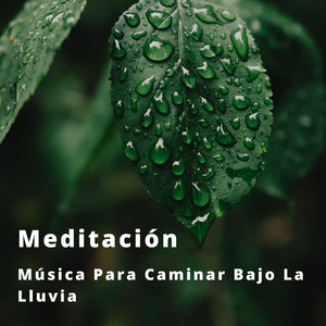 Música De Aves Cautivadoras