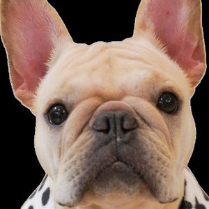 青石巷尾的诗行