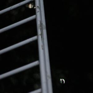 Callejera (feat. Efege One)