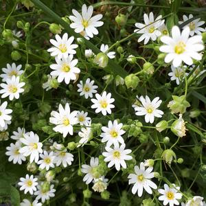 Om Gam Ganapataye Namaha Sharanam Ganesha Mantra