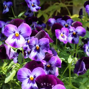 Pansies