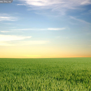 水稻（领唱与合唱版）