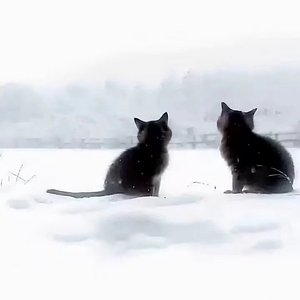 回应