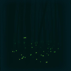Fireflies