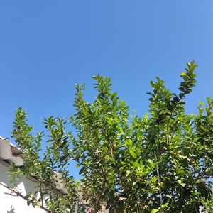 A Vida Como a Gente Quer