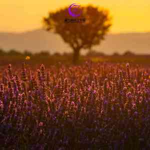 小雨伴微风 (单簧管)