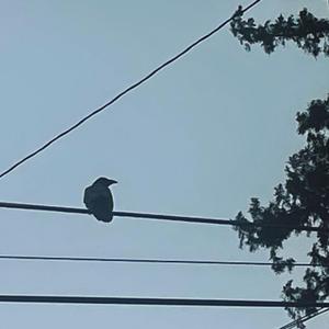 Bird On A Wire