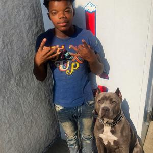 Dog Ha Out