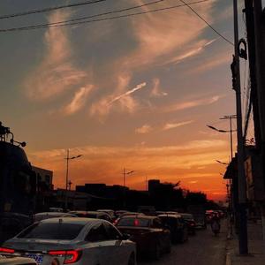 楼顶上的小斑鸠