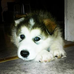 Vapauden Anthemi (osa 2.)