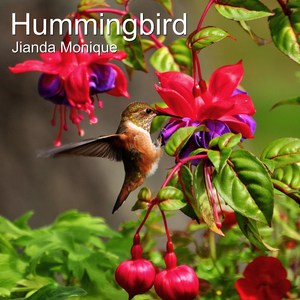 Hummingbird