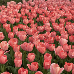 爱丫爱丫（吉他弹唱）