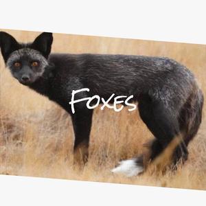 Maintain Wheresoever