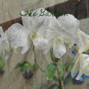 Ambience Cafe 4 Fretless Bass