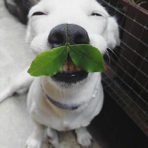 大宝（cover烟把儿）