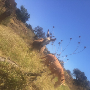 MAÑANITAS A LA PATRONA LA VIRGEN DE GUADALUPE