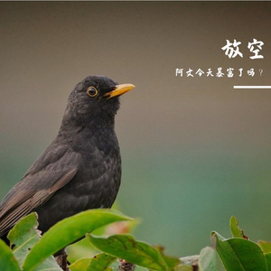 放空（Laponia - Sarek木鱼雷雨版）