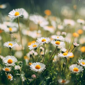 Ethereal Nexus Awakening