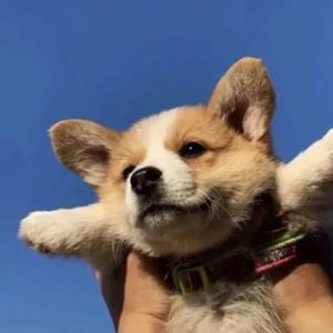黄桷树