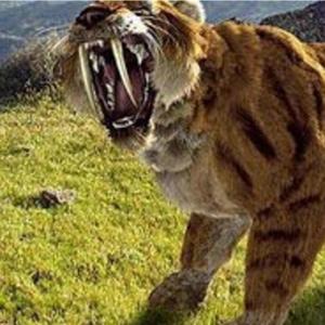 sabljozubi tigar