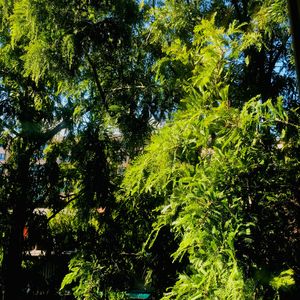 i want you(OWH!CH amapiano bootleg）