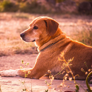 Tranquility Cozy Dogs Relish