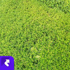 十里桃花落青丝