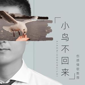 小鸟不回来