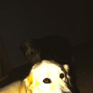 qui a laissé les dogs sortir? (feat. frappalm)