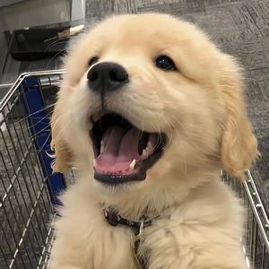 萤火虫点亮森林