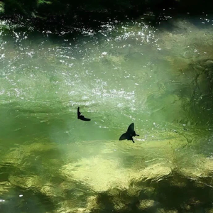 巴赫G弦上的咏叹调