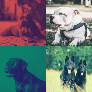 有趣可爱的狗情怀