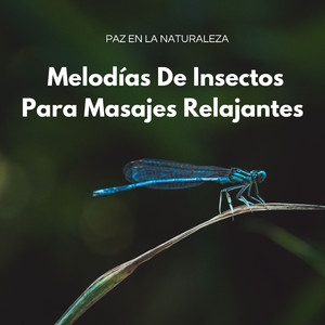 Armonia De Las Hormigas