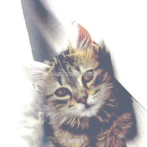 柔和的猫时刻