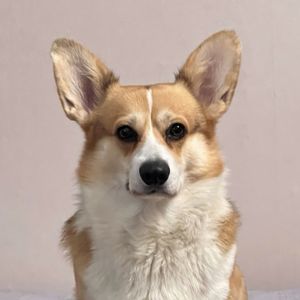Corgi Love