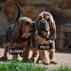 Bloodhounds (feat. mu$tafa)