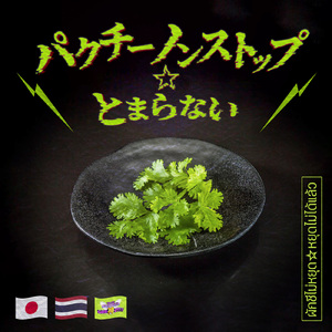 パクチーノンストップ☆とまらない