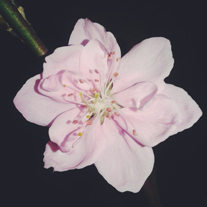 佳人轻抚桃花扇