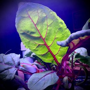 High Definition Audio Vomit