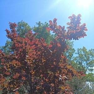 小镇的月光（纯音乐）