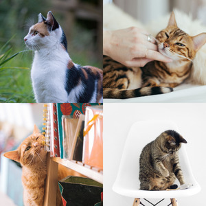 诗意的可爱猫咪节奏